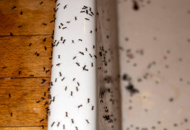 Best Local Pest Control Services  in Melrose Park, NY