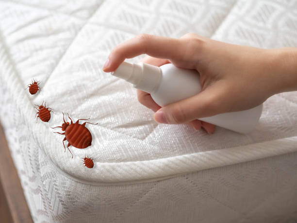Best Affordable Pest Control Services  in Melrose Park, NY